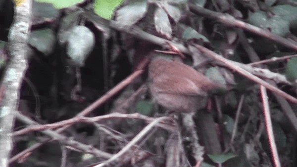 Eurasian Wren - ML200782371