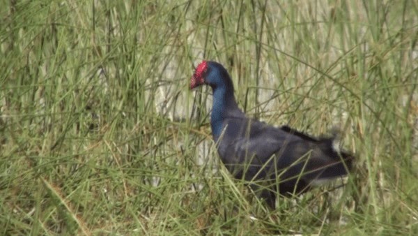 Western Swamphen - ML200782431