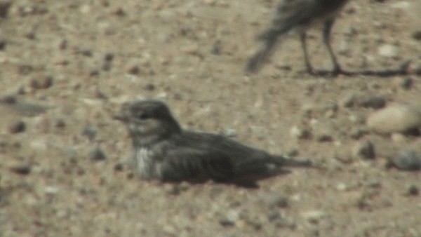 Mediterranean Short-toed Lark - ML200782451