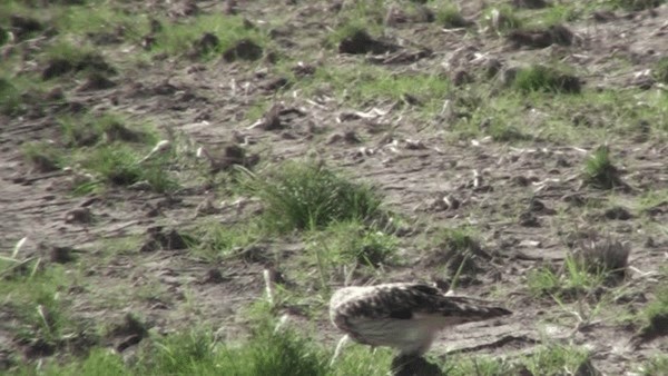 Short-eared Owl - ML200782491