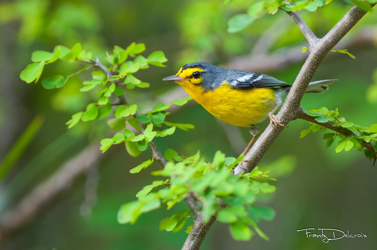 St. Lucia Warbler - Frantz Delcroix (Duzont)