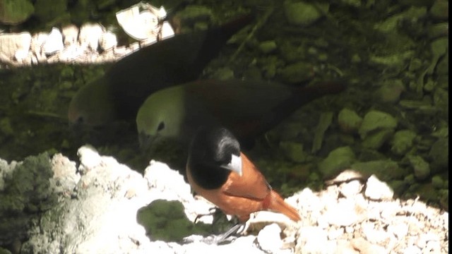 Chestnut Munia - ML200782811