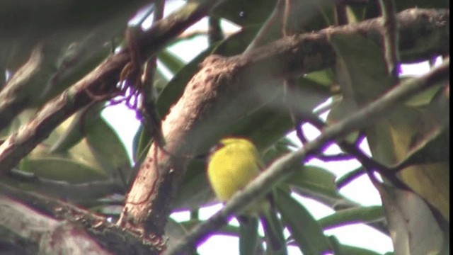 Yellow-browed Tody-Flycatcher - ML200782821