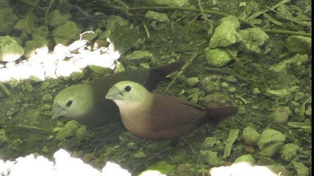 White-headed Munia - ML200782831