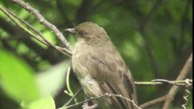 Red-eyed Bulbul - ML200782861