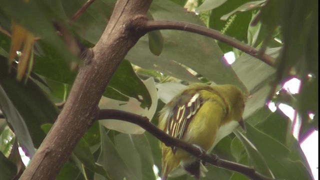 Common Iora - ML200782911