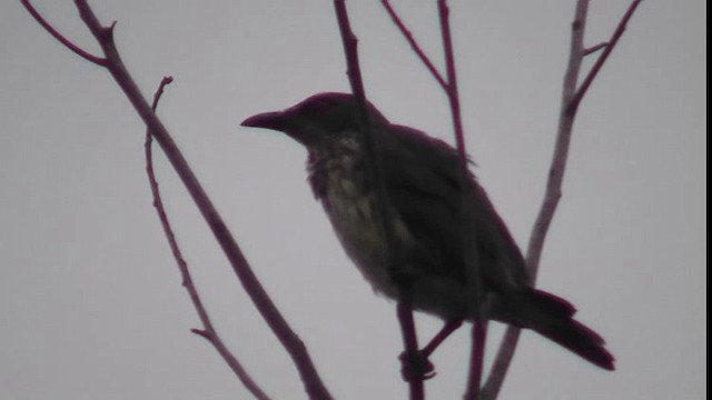 Asian Glossy Starling - ML200782931