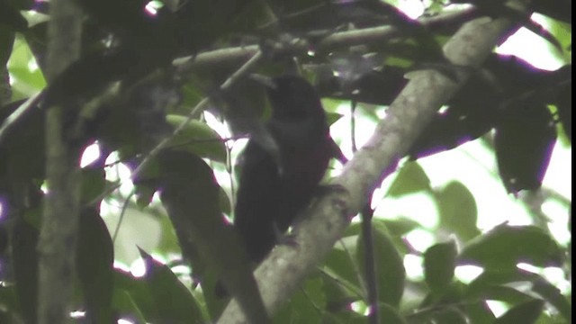 Black-and-crimson Oriole - ML200782941