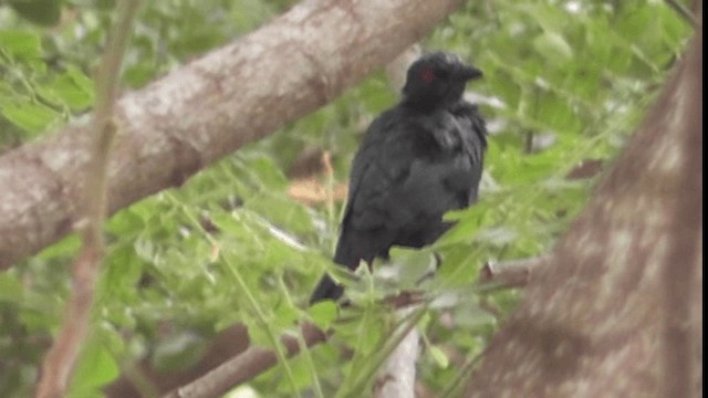 Asian Glossy Starling - ML200782951