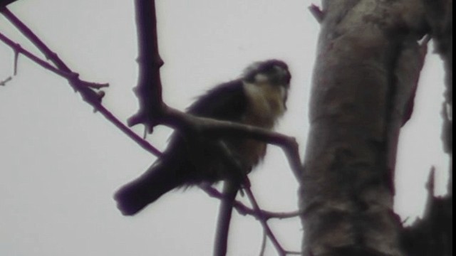 Black-thighed Falconet - ML200782961