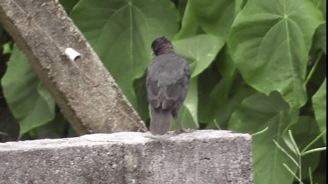 Crested Myna - ML200782971