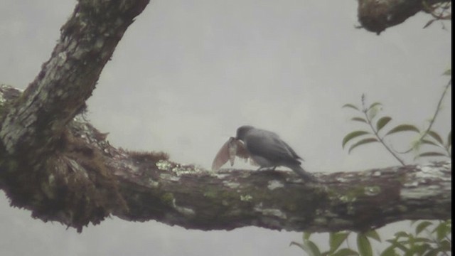 Large Cuckooshrike (Malayan) - ML200783021