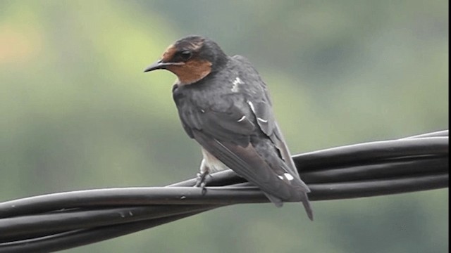 Pacific Swallow (Pacific) - ML200783051