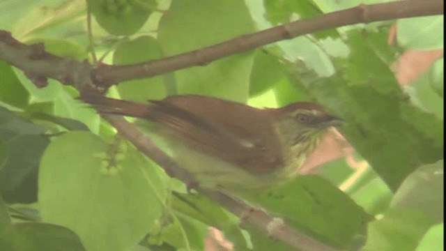 Pin-striped Tit-Babbler - ML200783081