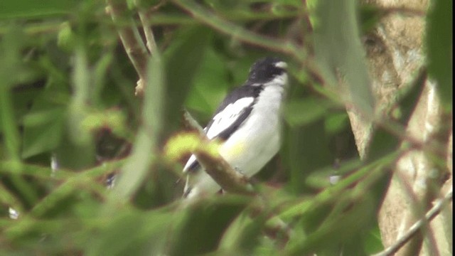 Pied Triller - ML200783091