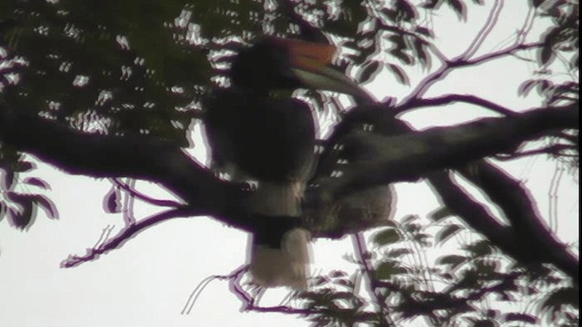 Rhinoceros Hornbill - ML200783111