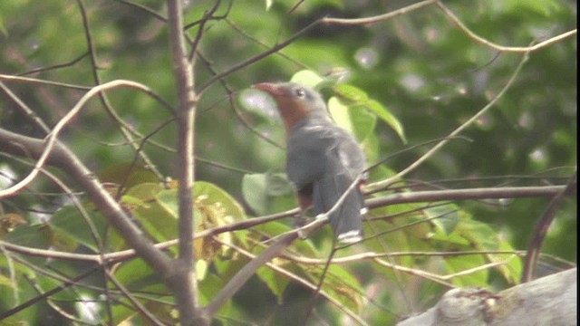 Red-billed Malkoha - ML200783121