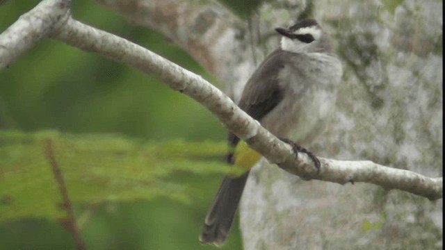 Yellow-vented Bulbul - ML200783141