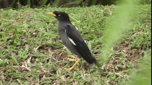 Javan Myna - ML200783171