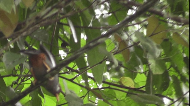 Chestnut-capped Laughingthrush - ML200783191