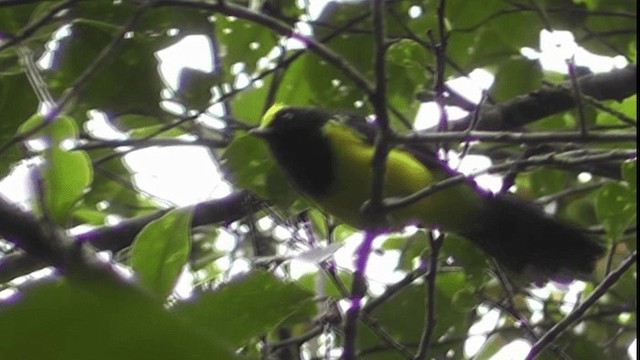 Sultan Tit (Yellow-crested) - ML200783201