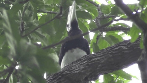 Oriental Pied-Hornbill - ML200783321