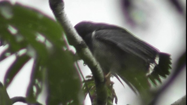 Barred Hawk - ML200783331