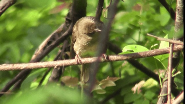 Red-eyed Bulbul - ML200783351