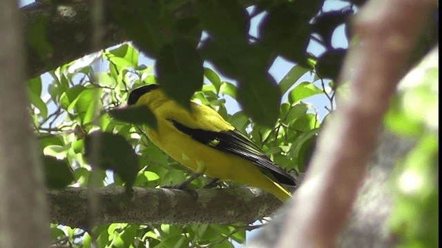 Black-naped Oriole - ML200783371