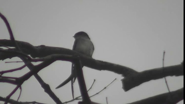 Gray-rumped Treeswift - ML200783401