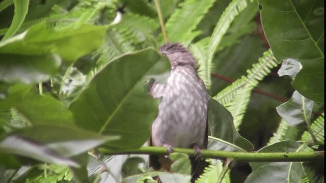 ミヤマヒヨドリ - ML200783451