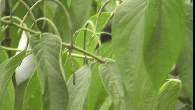 Long-tailed Sibia - ML200783471