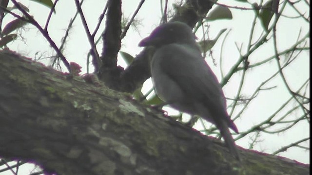 Large Cuckooshrike (Malayan) - ML200783481