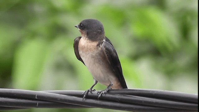 Pacific Swallow (Pacific) - ML200783491