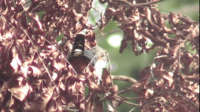 rødnebbmalkoha - ML200783531