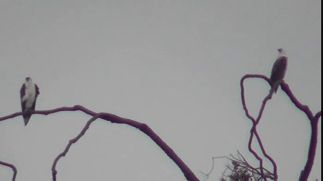 Белобрюхий орлан - ML200783541
