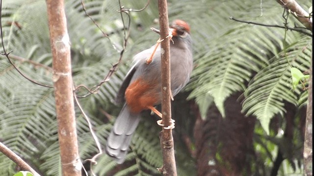 Chestnut-capped Laughingthrush - ML200783551