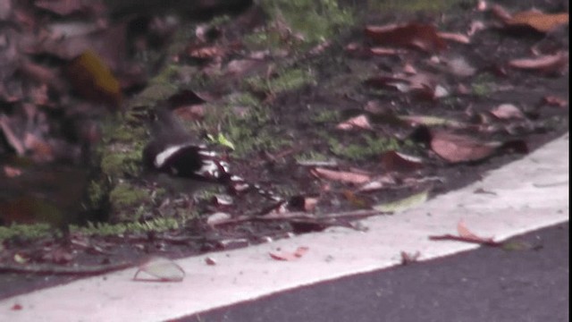 Slaty-backed Forktail - ML200783581