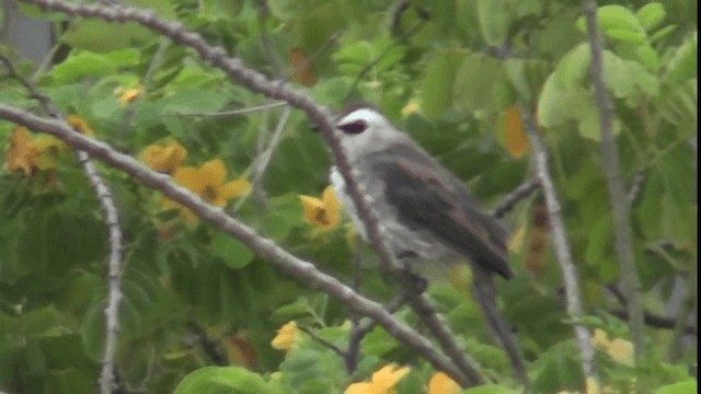 Yellow-vented Bulbul - ML200783601