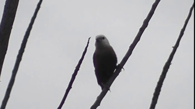 ヘキチョウ - ML200783611