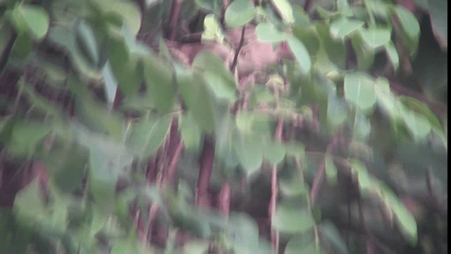 Bulbul aux yeux rouges - ML200783621