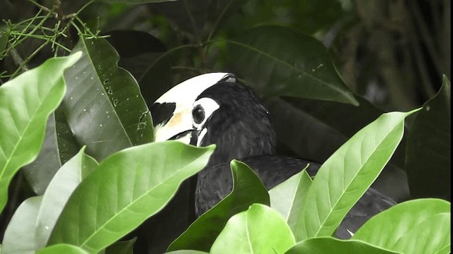 Oriental Pied-Hornbill - ML200783691