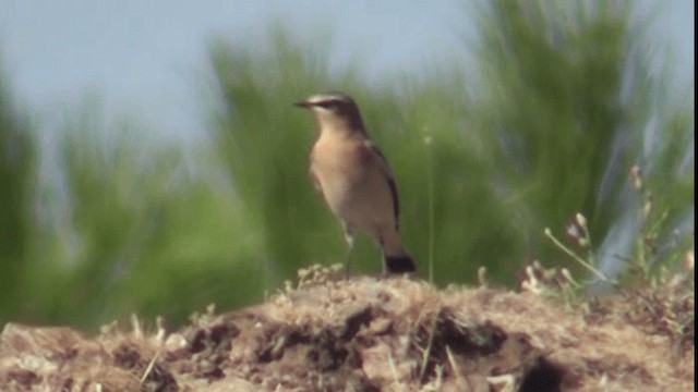 Northern Wheatear - ML200783741