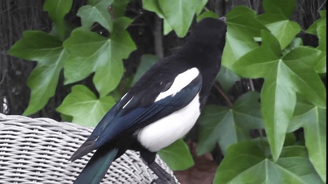 Eurasian Magpie - eBird