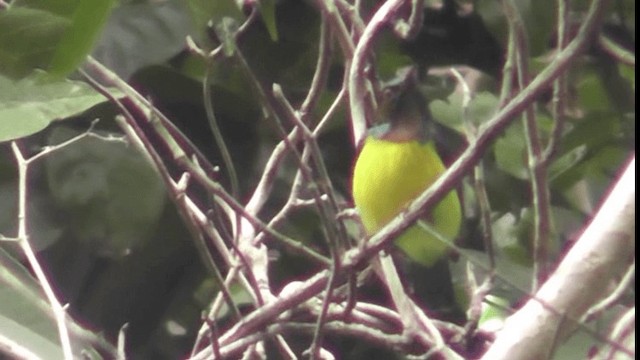 Braunkehl-Nektarvogel - ML200783791