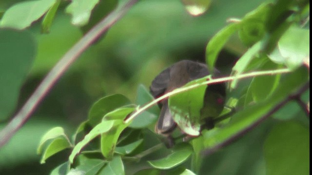 Red-eyed Bulbul - ML200783801