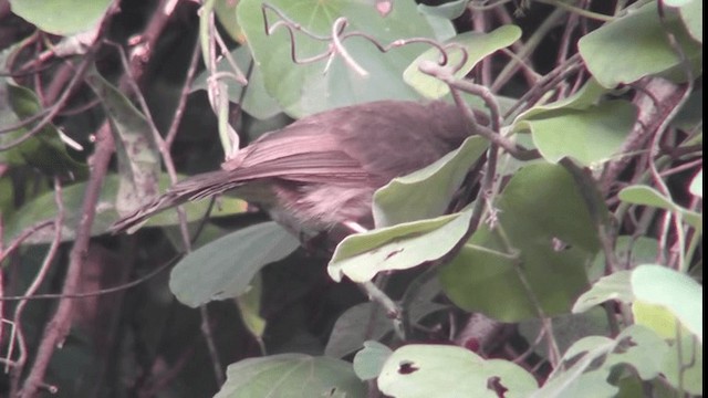 Red-eyed Bulbul - ML200783811