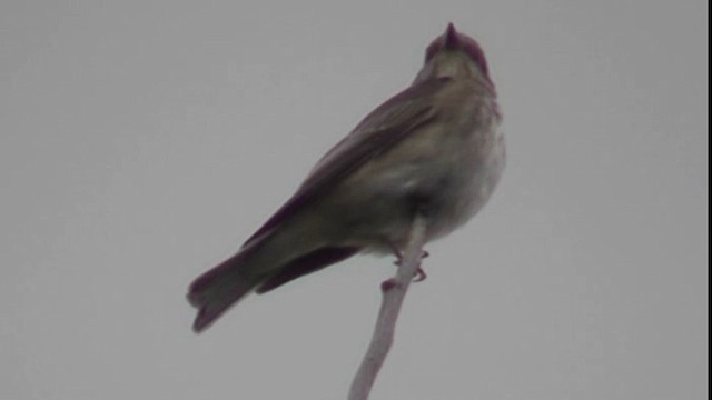 Spotted Flycatcher - ML200783841