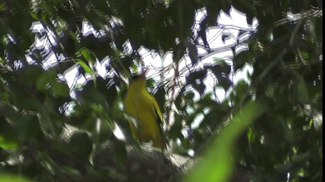 Black-naped Oriole - ML200783961