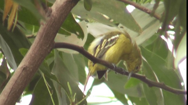 Common Iora - ML200783971